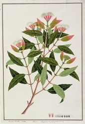 Boongo Chinkie (Malay), Eugenia Caryophyllatallen oder Nelke, aus Zeichnungen von Pflanzen aus Malakka, ca. 1805-18